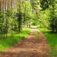 Майский лес (репортаж из поездок по области) :: Милешкин Владимир Алексеевич 