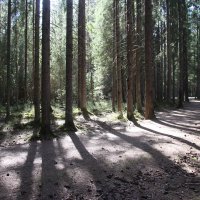 Комарово :: Наталья Герасимова