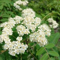 Рябина :: Любовь Сахарова