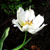 Растрёпка :: Людмила Смородинская