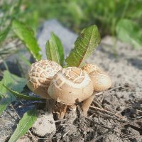 Вышли на Солнышко :: Сеня Белгородский