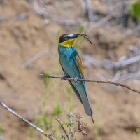 золотистые щурки :: юрий макаров