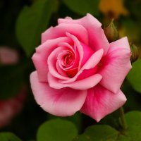 Доброе утро :: Юрий. Шмаков