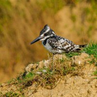 Малый пегий зимородок :: Георгий А Малый пегий зимородок :: Георгий А
