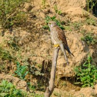 Сидящая на своей ветке..... :: Георгий А