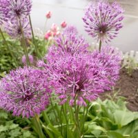 В мае месяце :: Елена Семигина