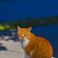 Рыжик :: Giant Tao /