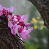 Багряник европейский - церцис :: Надежда Куркина 