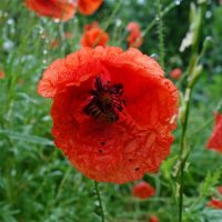 ... :: Галина ... :: Галина