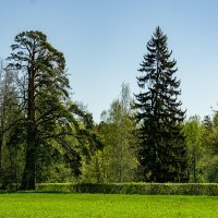 Весенний Павловск :: Ирина Соловьёва Весенний Павловск :: Ирина Соловьёва