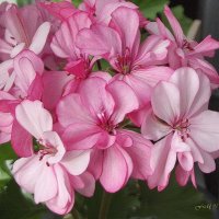 Герань :: Freddy 97 Герань :: Freddy 97