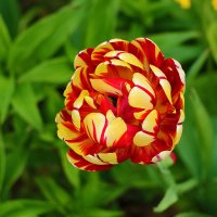 Махровый красавец :: Светлана 