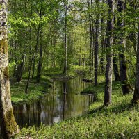 Лесная речушка.... :: Aleksandr Gal