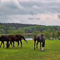 Пасущиеся кони :: Андрей K.