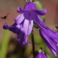 Ищет посадку на цветок :: Сергей Швечков Ищет посадку на цветок :: Сергей Швечков