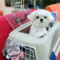 ЧЕГО   НАДО :: Анатолий Малобродский