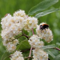 Весна :: victor Lion Весна :: victor Lion