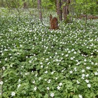 Поляна цветов :: Алексей Р. Поляна цветов :: Алексей Р.
