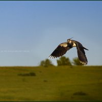 Чибис. :: leff Postnov