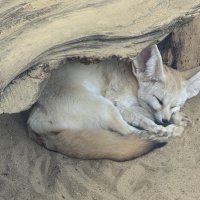 Фенек из Московского зоопарка :: <<< Наташа >>>