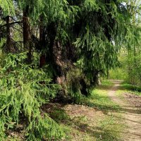 Тропинка от дома  к дороге  ... :: Мария Васильева