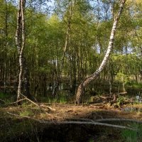 В заповеднике... :: Николай Гирш