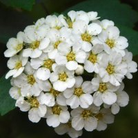 Спирея Вангутта :: Наиля 