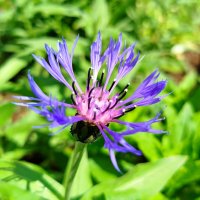 Василек :: светлана льдокова