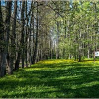 Весенний парк... :: Aquarius - Сергей