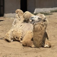 Верблюд :: <<< Наташа >>>