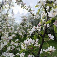 яблони в цвету... :: Галина R... яблони в цвету... :: Галина R...