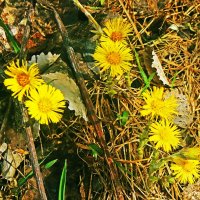 Май...Золотые монетки мать-и -мачехи! :: Владимир 