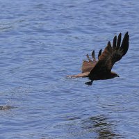 Поймал рыбку :: Владилен Панченко Поймал рыбку :: Владилен Панченко