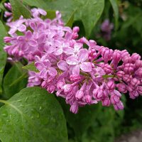 После дождя :: Любовь Сахарова