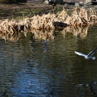 Чайка :: Tim Andrews