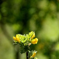 Акация :: Tim Andrews