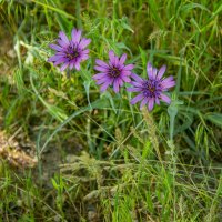 Козлобородник :: Анатолий Чикчирный