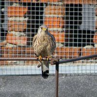 Сосед :: Сеня Белгородский Сосед :: Сеня Белгородский