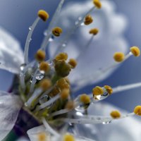 Капельки :: Андрей Щетинин