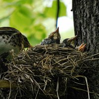 Гнездо дрозда-рябинника :: Лина Гнездо дрозда-рябинника :: Лина