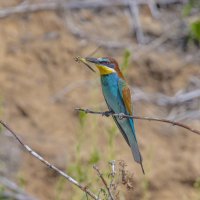 золотистые щурки :: юрий макаров