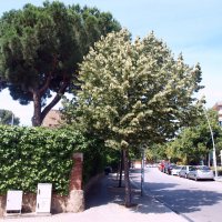 Барселона. :: Владимир Драгунский