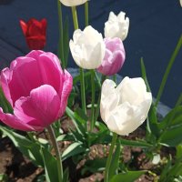 Тюльпаны :: Елена Семигина Тюльпаны :: Елена Семигина