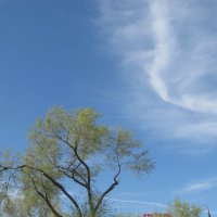 зарисовка :: Елена Шаламова