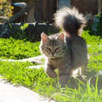 Любить кошку можно только на ее условиях. :: Анастасия Логинова