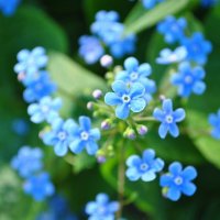 Бруннера сибирская (Brunnera sibirica) :: Анастасия Логинова
