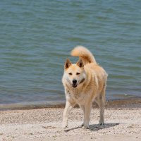 Морской пёсик)) :: Татьяна Евдокимова