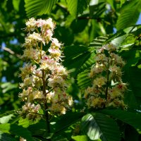 Каштан :: Oleg4618 Шутченко