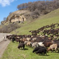 Горный Карачай и карачайские барашки :: Gen Горный Карачай и карачайские барашки :: Gen