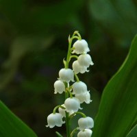 ... :: Елена Пономарева